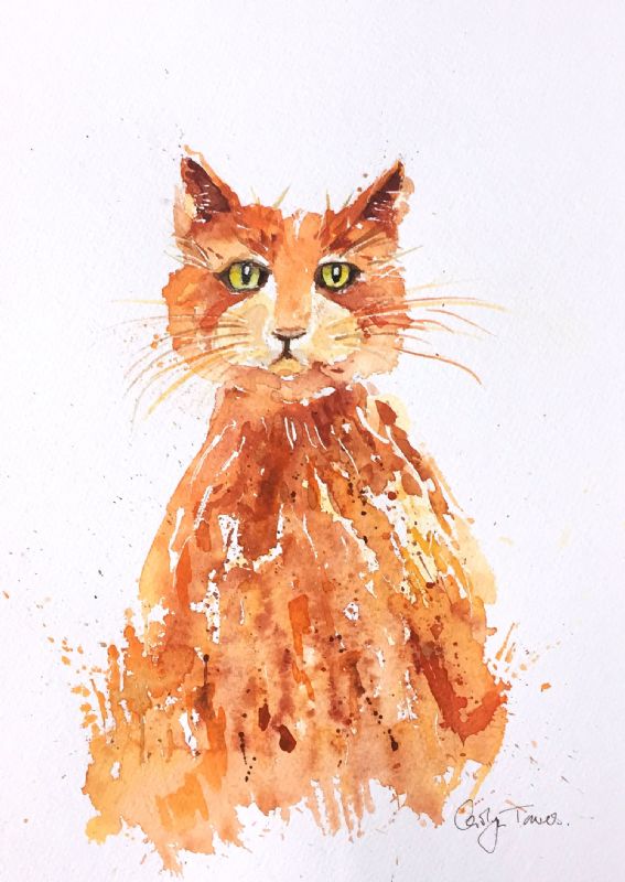 Splashed Ginger Tom